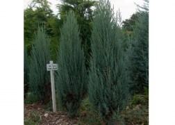 Juniperus virginiana Blue Arrow / Virginiai boróka